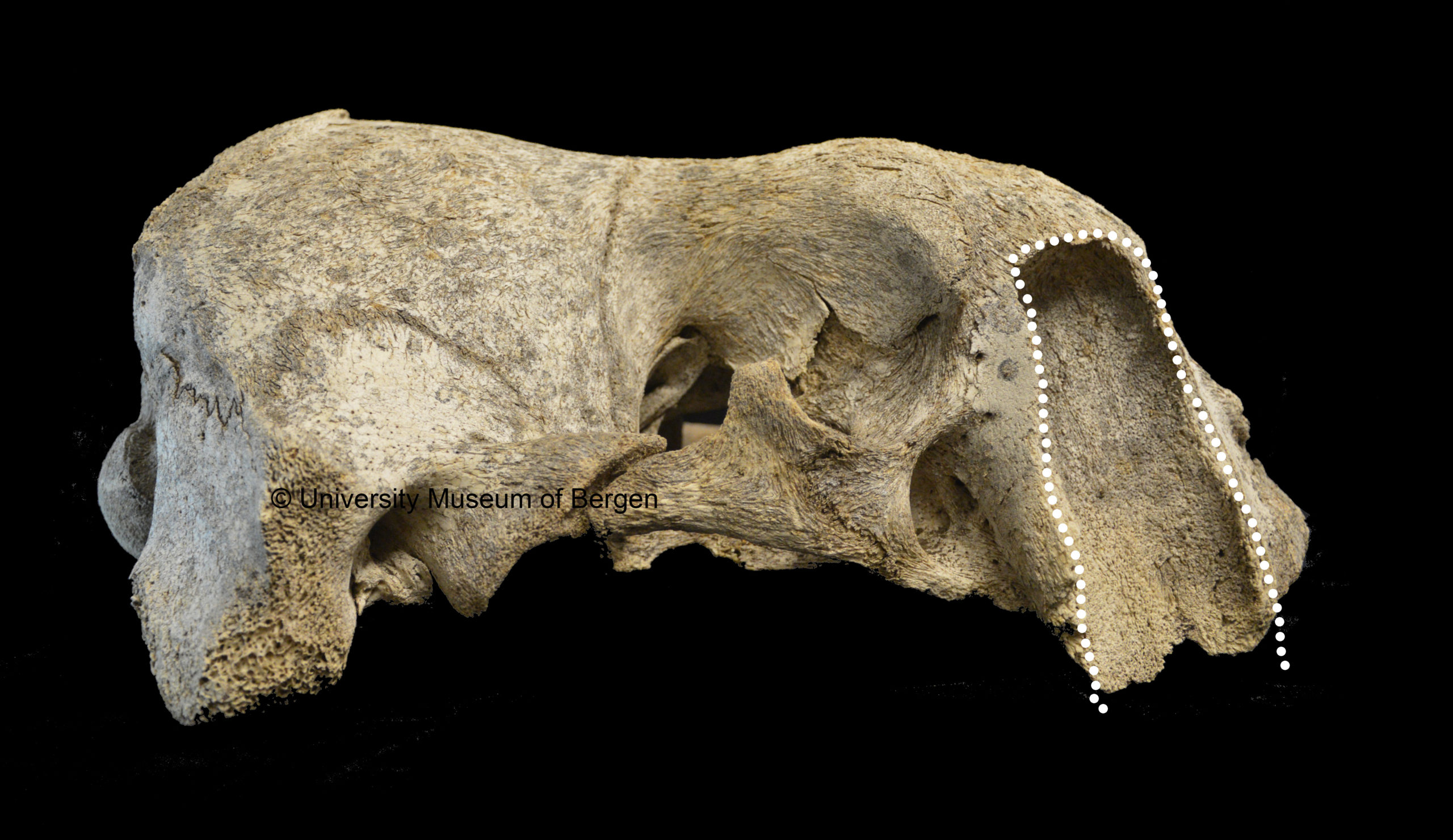 Walrus skull with cut off rostrum